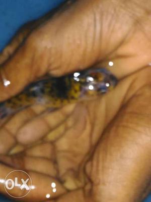 Two sk gold fish for sale