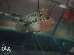 Very active and aggressive red dragon flowerhorn