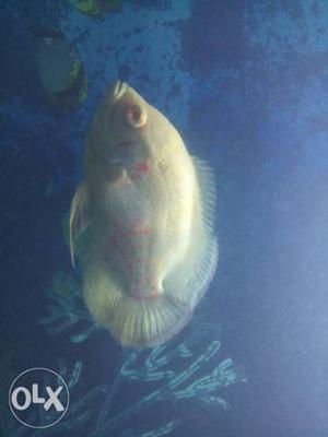 White Oscar pair for sale 5inch