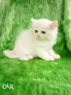 White Turkish Angora Kitten