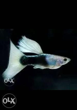 White Tuxido Guppy Fish (pure quality)