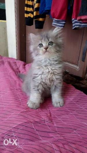 White blue eyes persian Kitten available