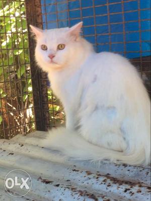 White male persion cat for sele or exchenge