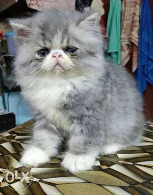 Xtreme punch kitten available