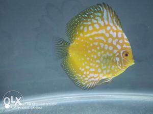 Yellow piegon discuss fish in cheap rate size 2