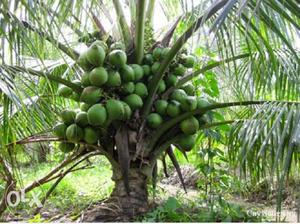 Short Kerala Variety of coconut Saplings. 2 years