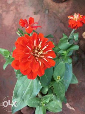 Zinnia flowers plants start at just 99 for more
