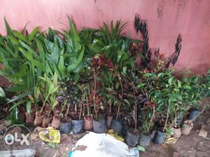 All types of plants available in low cost