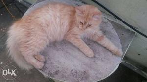 Persian cat 6.month male and female orange &