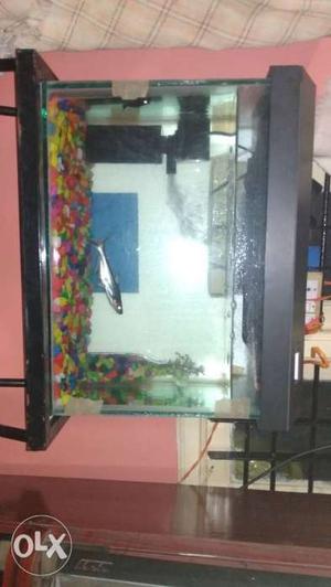 Stand or New aquarium just 1 month old with one