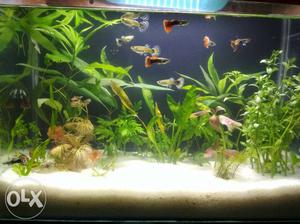 1.5 feet Live aquarium planted fish tank for sale