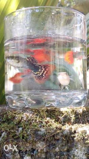 10 hybrid guppies 1 female and 9 male
