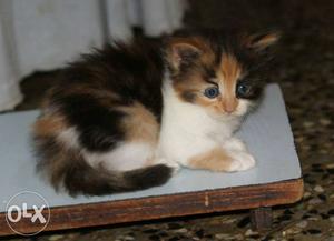 100% pure Persian kitten for sale cash on delivery