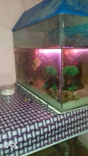 2 ft. aquarium with fish 7 fishes