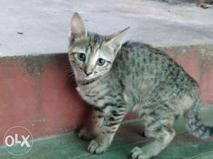 2 kittens 50 days old looking for homes