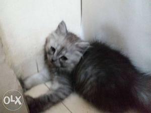 2 months old female Persian grey kitten along