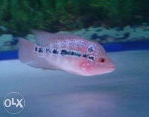 2" red dragon Flowerhorn fish male
