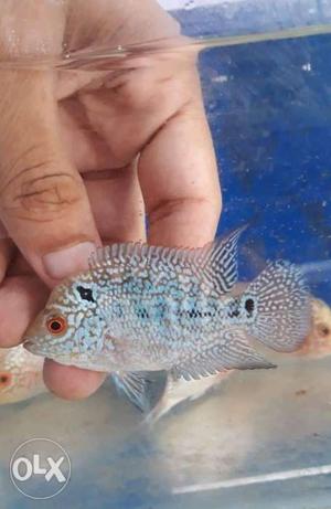 2" srd Flowerhorn