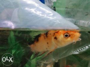 3.5 inch koi carp fish