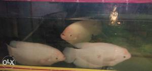 3 Huge giant guramies 1.5ft each