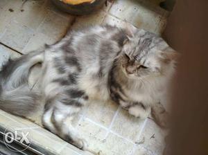 4 years age,,, syberian and tabby female,,, want