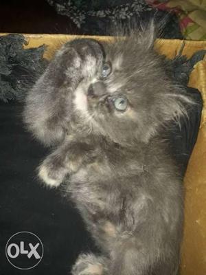 45 days old female persian kitten