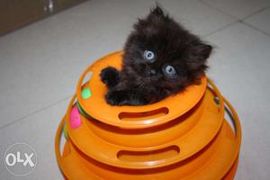 Active and loving persian kittens available