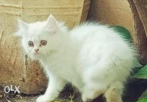 Adorable fluffy persian kittens
