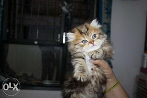 Adorable persian kittens available