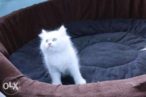 Adorable persian kittens available