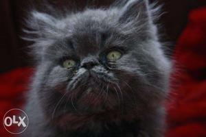 Affectionate persian kittens available