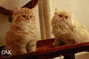 All colours persian kittens available