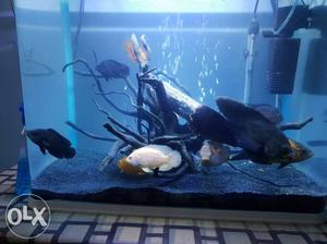 Aquarium with fish wood sand etc. For sale only