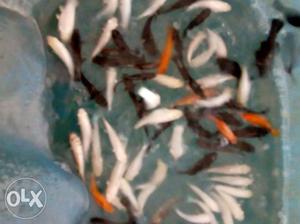 Aquariums, fishes,plants