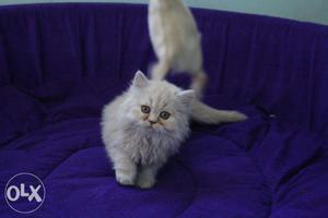 Awesome lineage and healthy persian kittens available