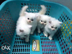Beautiful Persian kitten cash on delivery all NCR