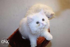 Best quality persian kittens available