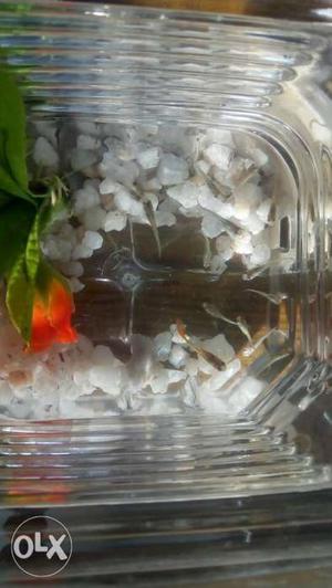 Big ear1 and normal guppies