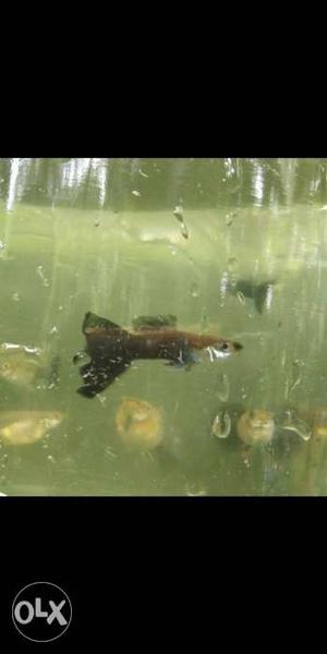 Black Guppy Fish(10 Guppy)