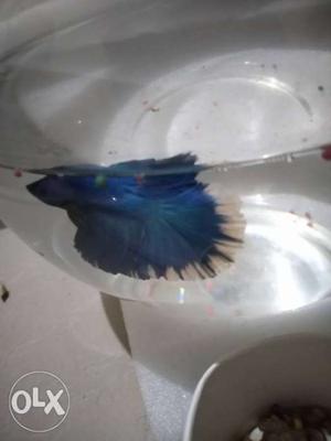 Blue And White full moon betta fish for aquariums