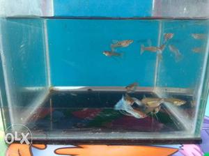 Blue Lase Ribbon Guppy