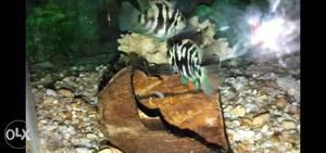 Breeding pair