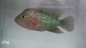 Campha imported flowerhong fish