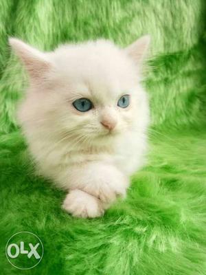Cash on delivery all over India Persian kitten