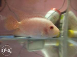Cichlid for sale!