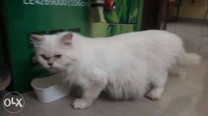 Consive female for sale