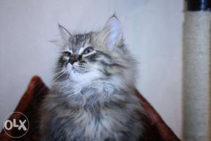 Cuddly persian kittens available