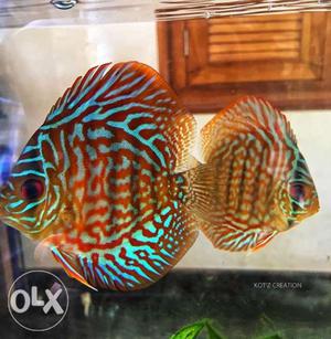 Discus fish