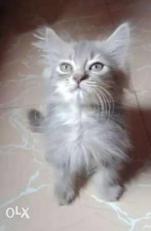 Doll face Persian female grey colour toilet