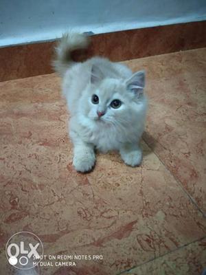 Double coated MALE PERSIAN.FAWN COLOUR toilet